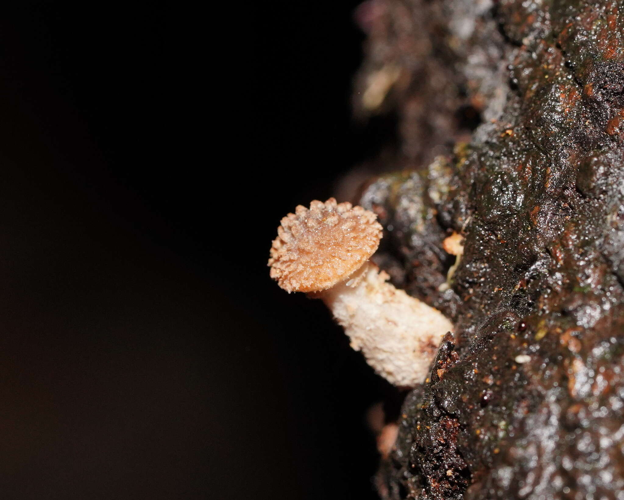 Image de Armillaria hinnulea Kile & Watling 1983