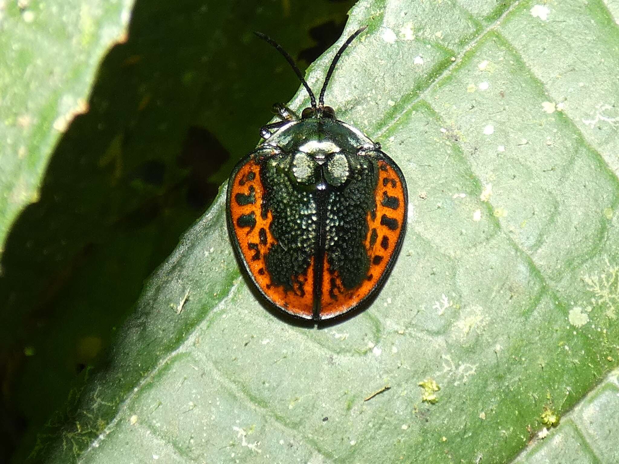 Discomorpha (Discomorpha) salvini (Baly 1864)的圖片