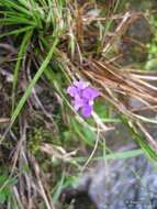 Image of Cynorkis purpurea (Thouars) Kraenzl.