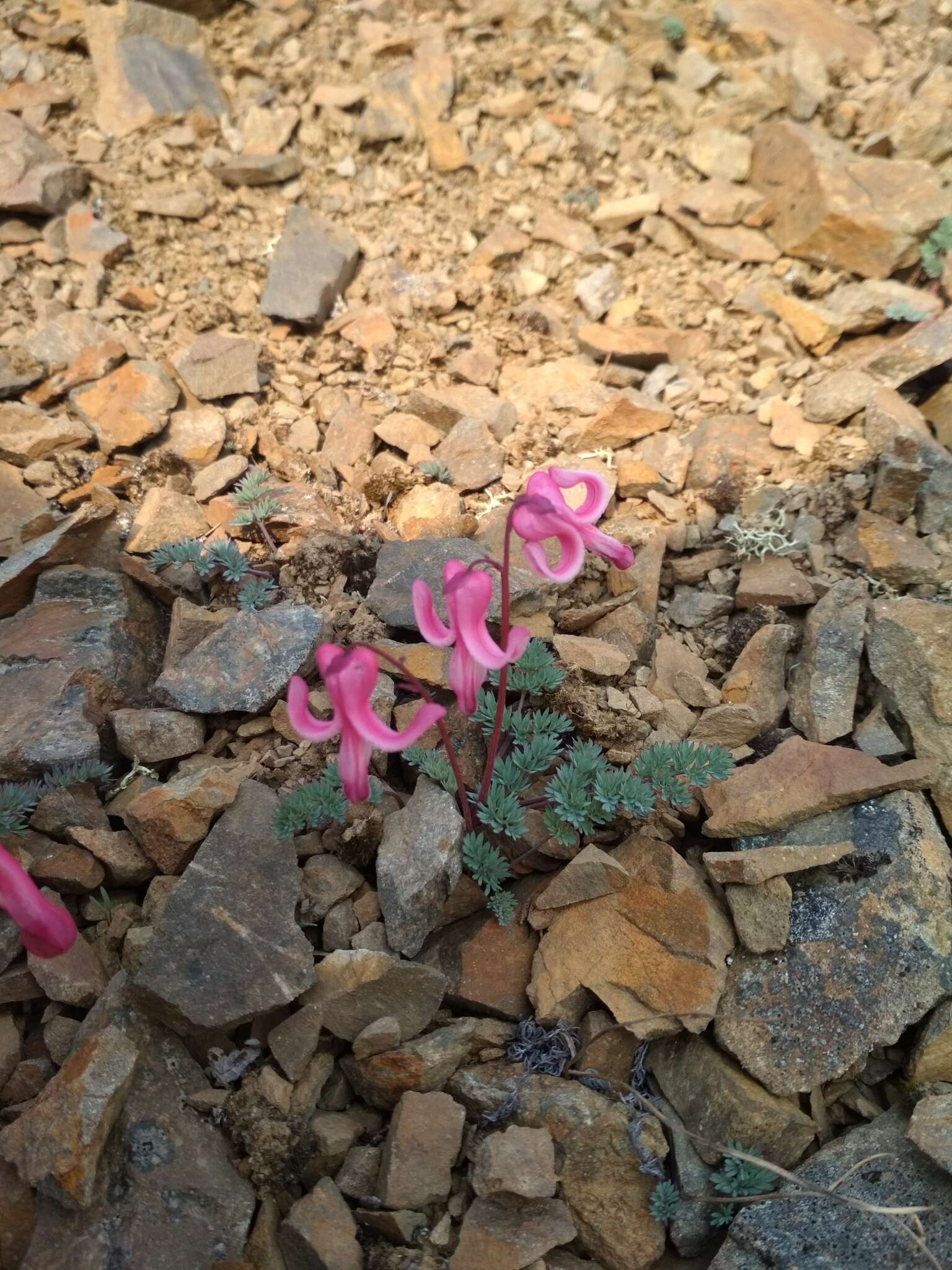 Image of Dicentra peregrina (Rudolph) Makino