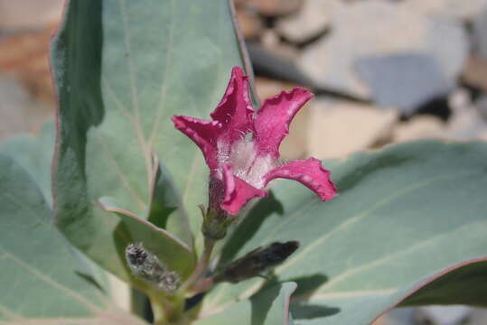 Image of Sacramento waxydogbane