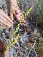 Image of Lophiocarpus tenuissimus Hook. fil.