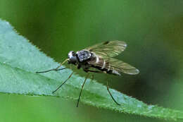 Image of Chrysopilus fasciatus (Say 1823)