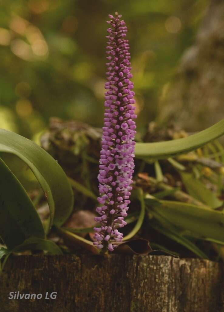 Image of Arpophyllum giganteum subsp. giganteum