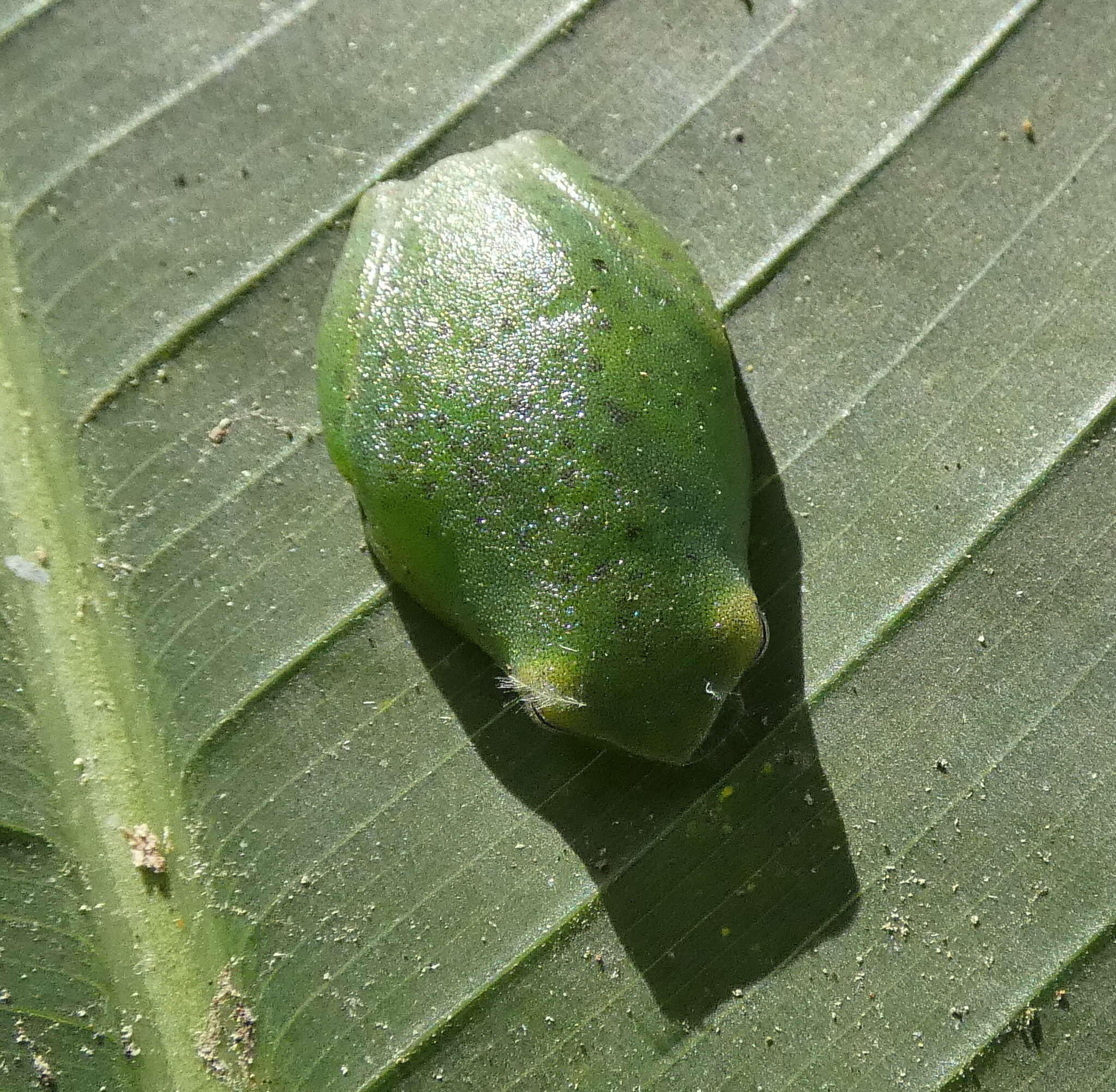 Image of Bokermann's lime tree frog