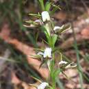 Image of Broad-lipped leek orchid