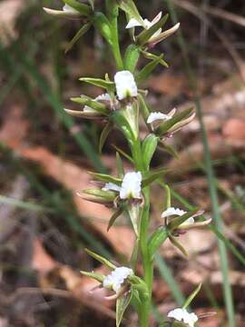 Image of Broad-lipped leek orchid