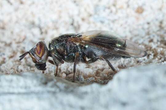 Image of Senopterina foxleei Shewell 1962