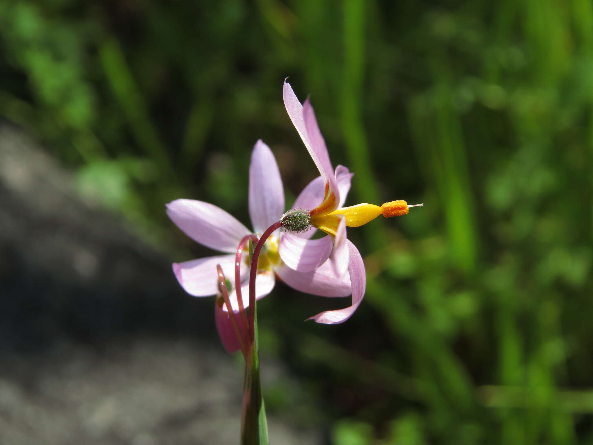 Image de Olsynium philippii (Klatt) Goldblatt