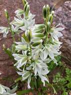 Image of drooping star of Bethlehem