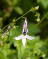 Plancia ëd Lobelia vanreenensis (Kuntze) K. Schum.