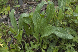 Cerinthe glabra subsp. caucasica E. Hadac ex A. I. Galushko resmi