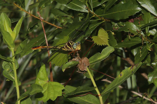 Image of Two-striped Forceptail