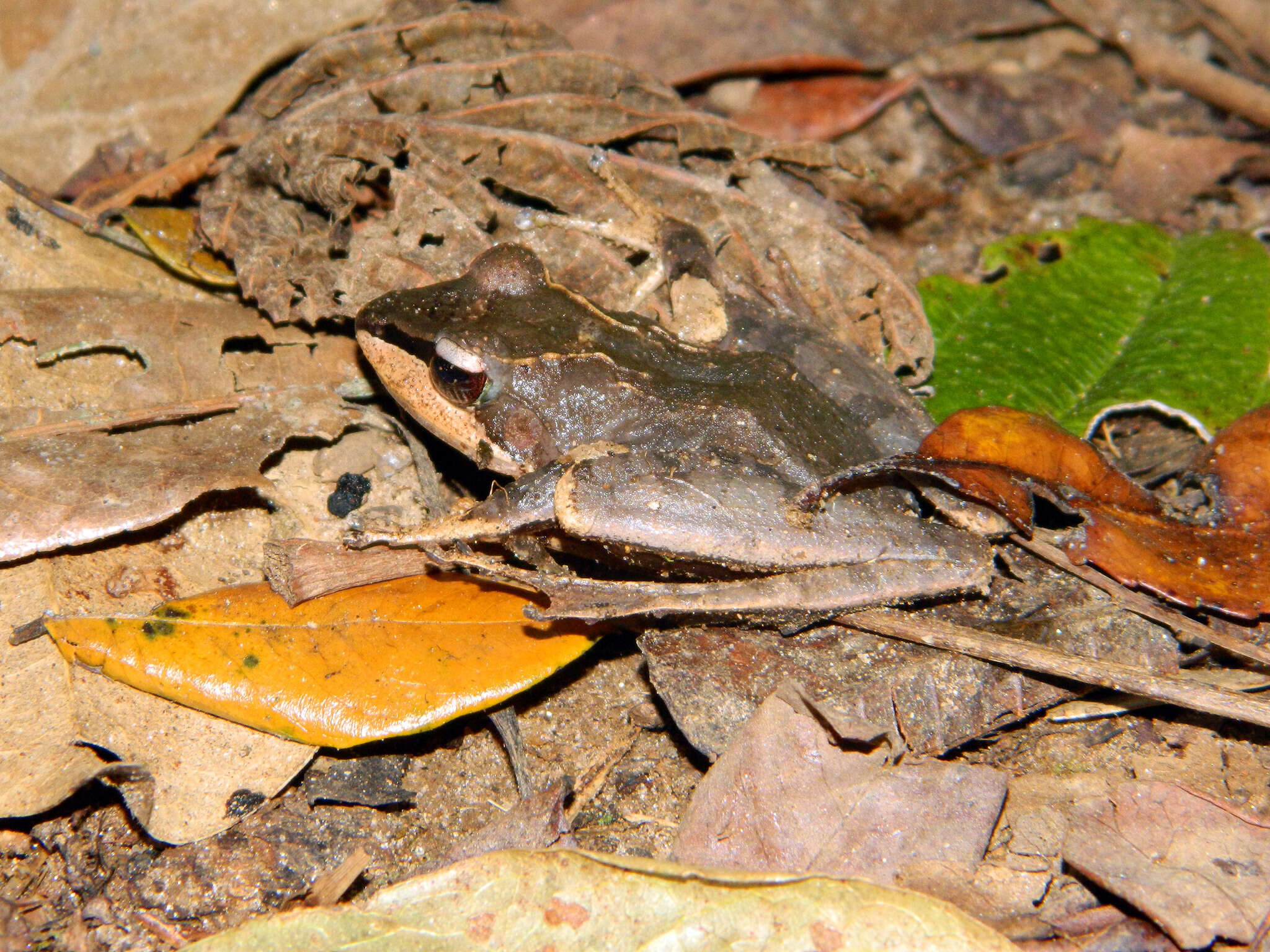 Image of Common Madagascar Frog