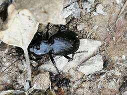 Image of Pterostichus globosus ebenus