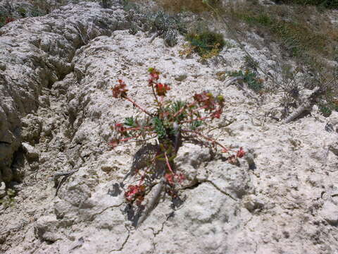 Euphorbia petrophila C. A. Mey. resmi