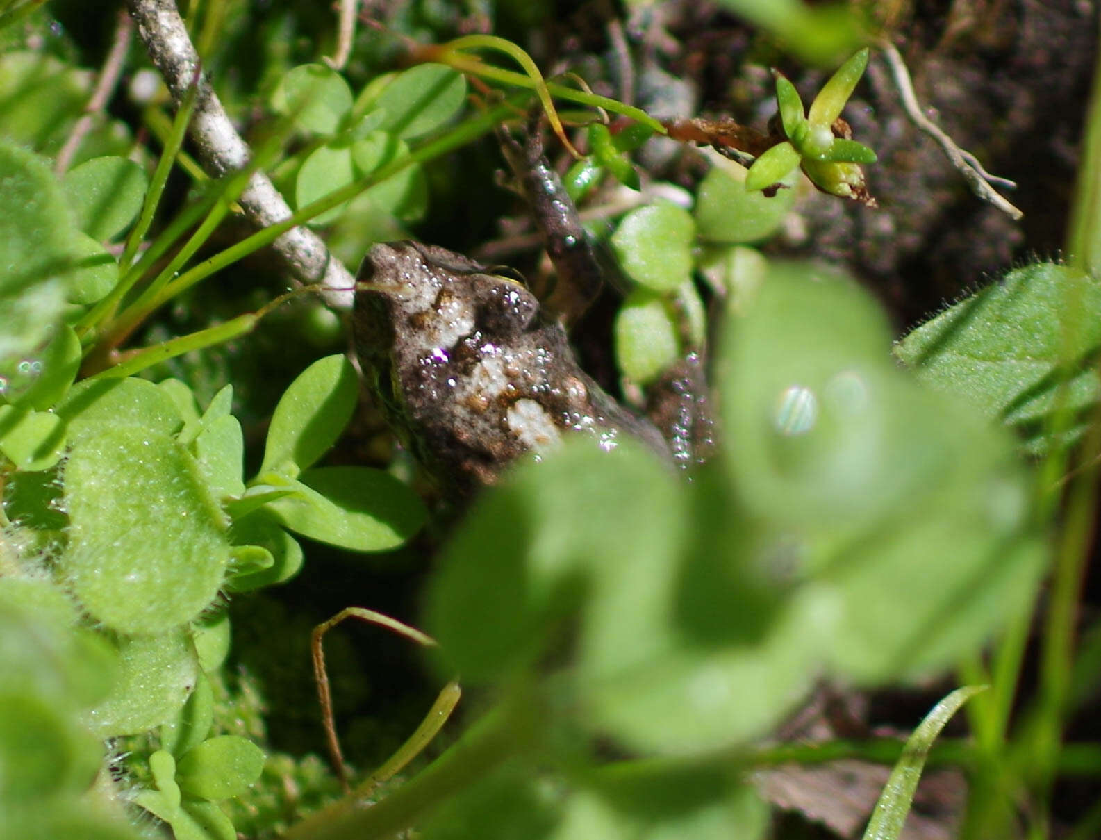 Image of Chiriboga robber frog