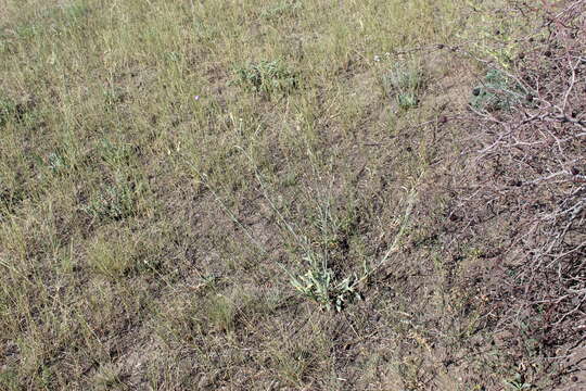 Image of Silene bupleuroides L.