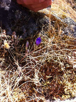 Image of crown brodiaea