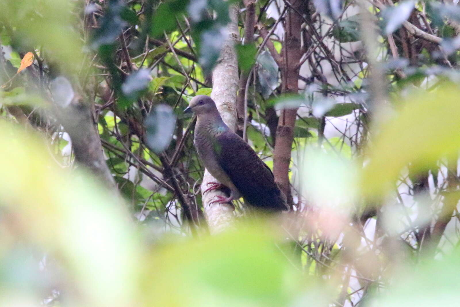 Image of Barred Cuckoo Dove