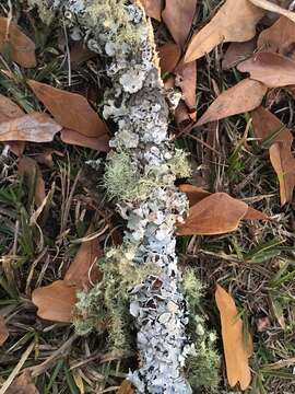 Image of Michaux's parmotrema lichen