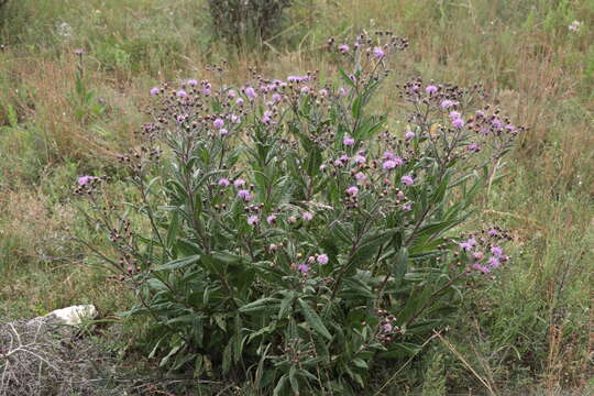 صورة Vernonia greggii A. Gray