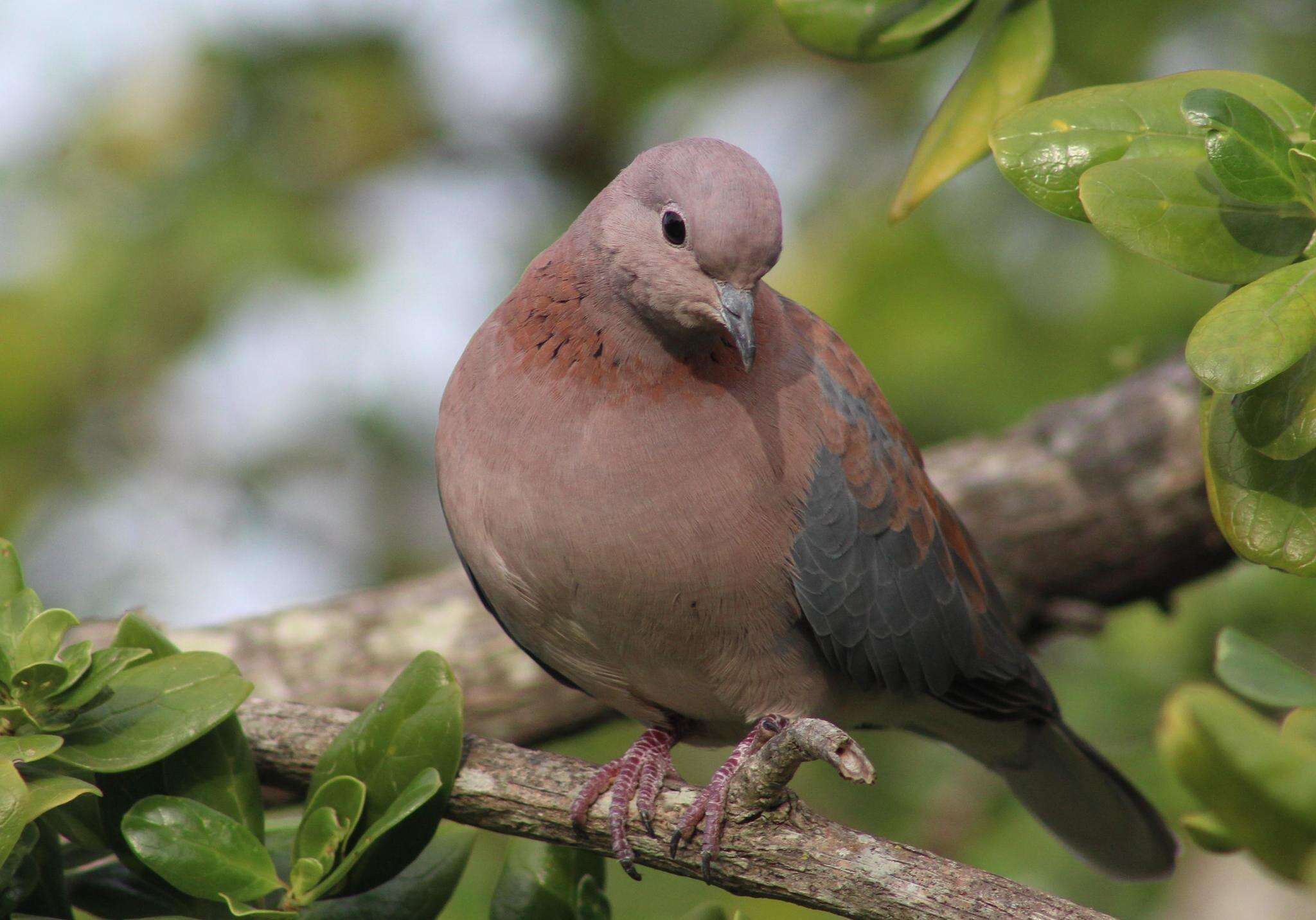 Image of <i>Streptopelia <i>senegalensis</i></i> senegalensis