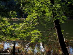 Image de Pruche du Canada