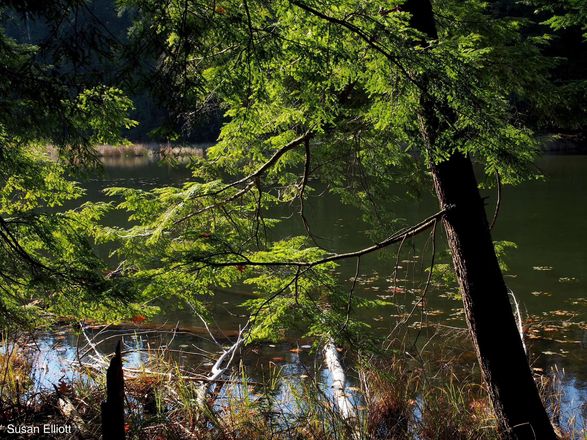 Image of eastern hemlock