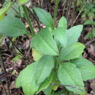 Image de Tridax brachylepis Hemsl.