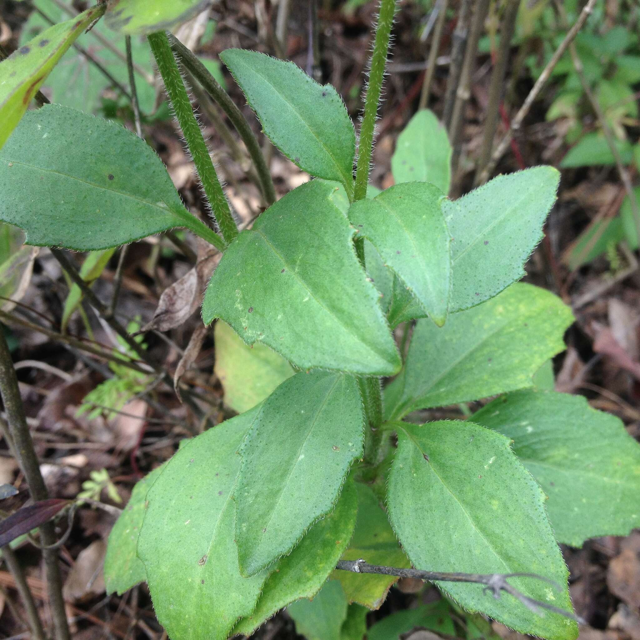 Sivun Tridax brachylepis Hemsl. kuva