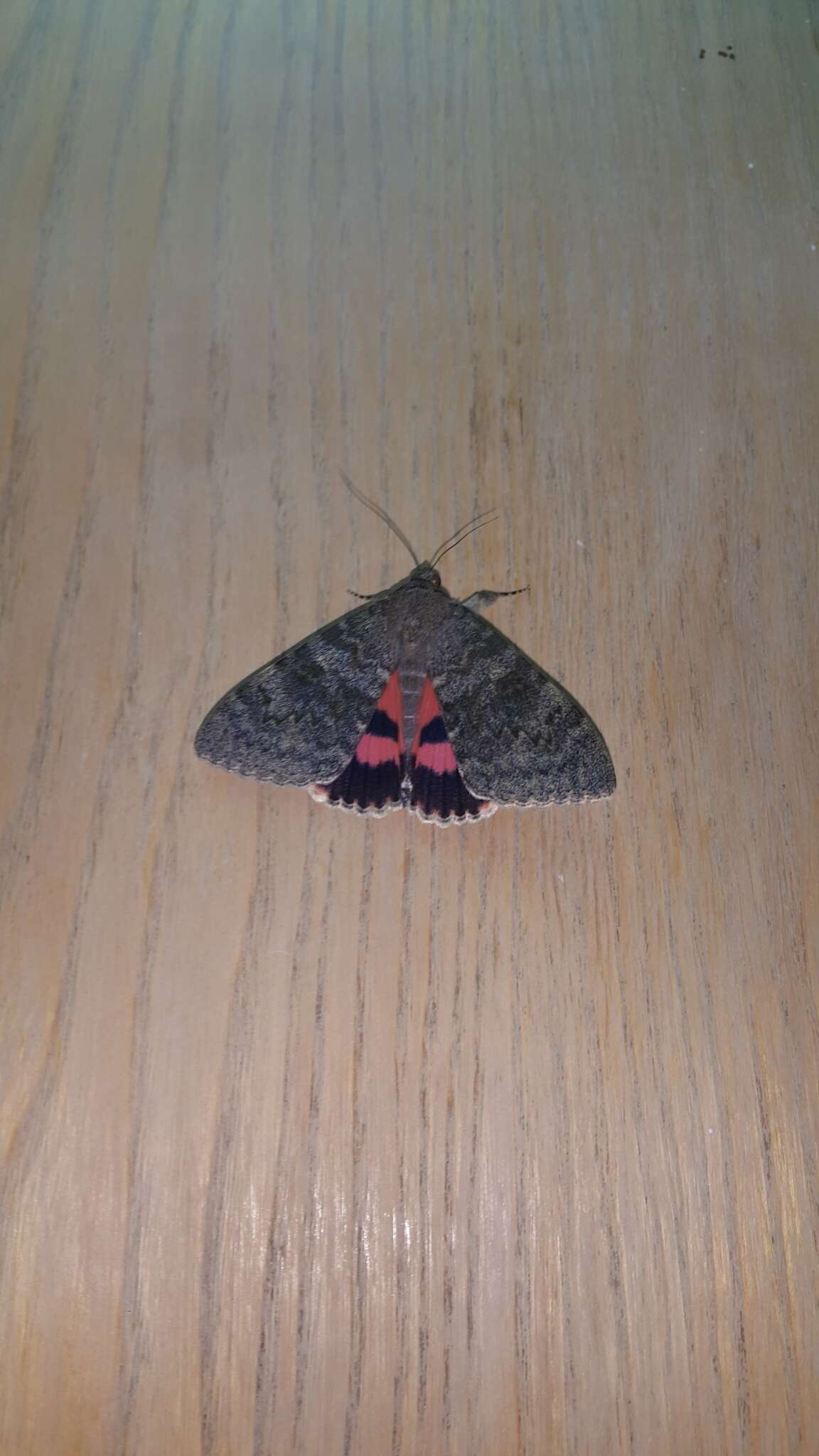 Image of french red underwing