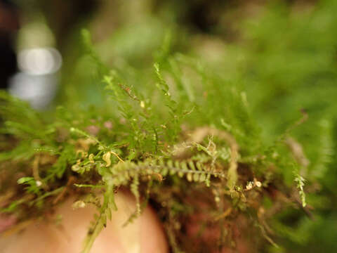 Image of Plagiochila gracilis Lindenb. & Gottsche