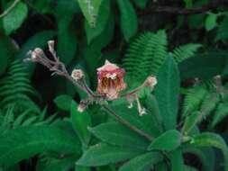 Imagem de Rhytidophyllum auriculatum Hook.