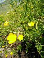 Ranunculus cornutus var. scandicinus (Boiss.) Ziffer-Berger & Leschner的圖片