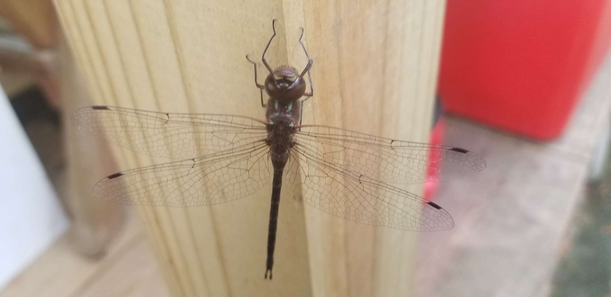 Image of Taper-tailed Darner