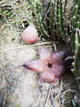 صورة <i>Stapelia <i>hirsuta</i></i> var. hirsuta