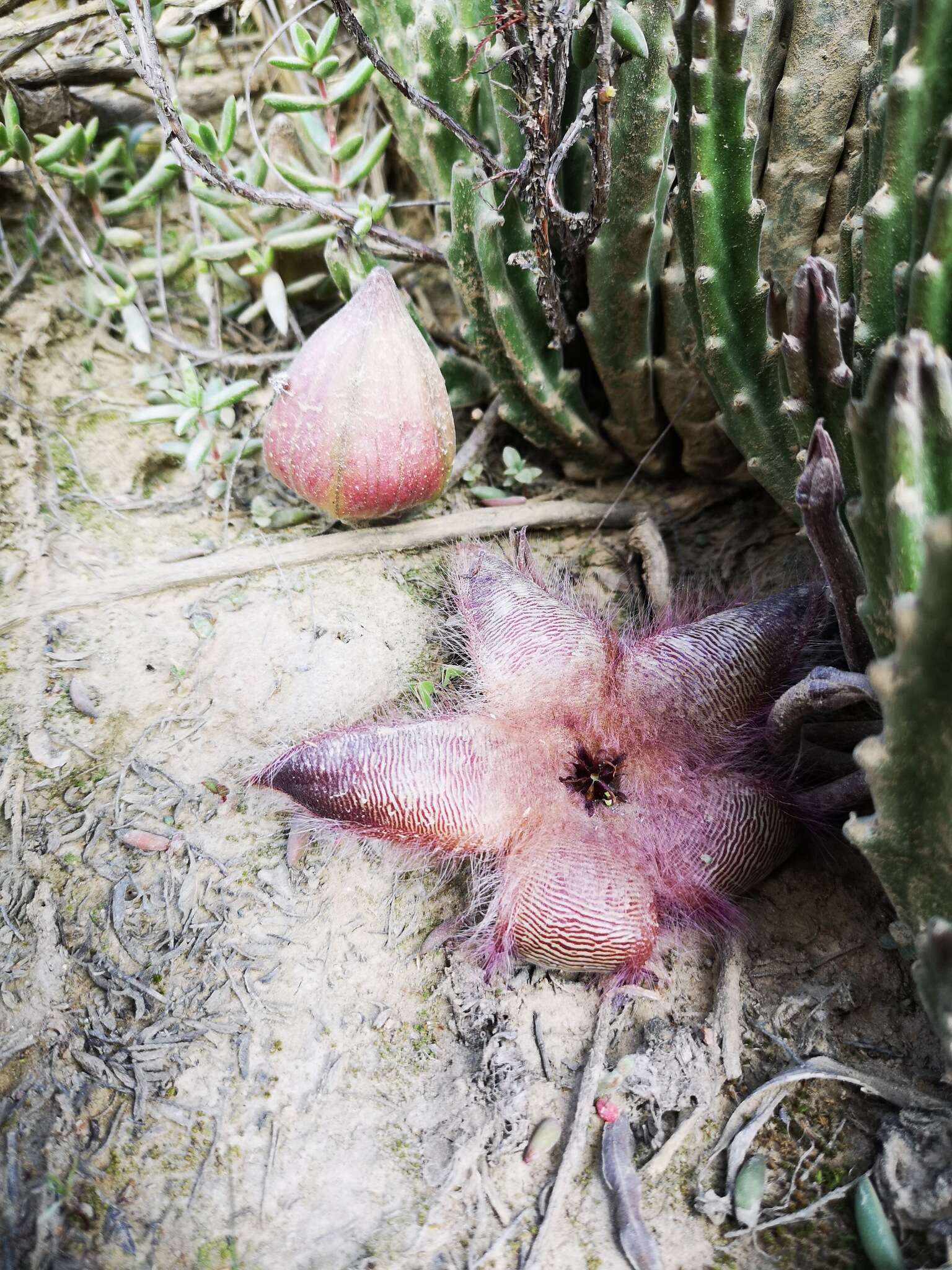 Image of <i>Stapelia <i>hirsuta</i></i> var. hirsuta