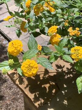 Image de Lantana polyacantha Schauer