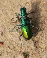 Image de Cicindela (Cicindela) scutellaris Say 1823