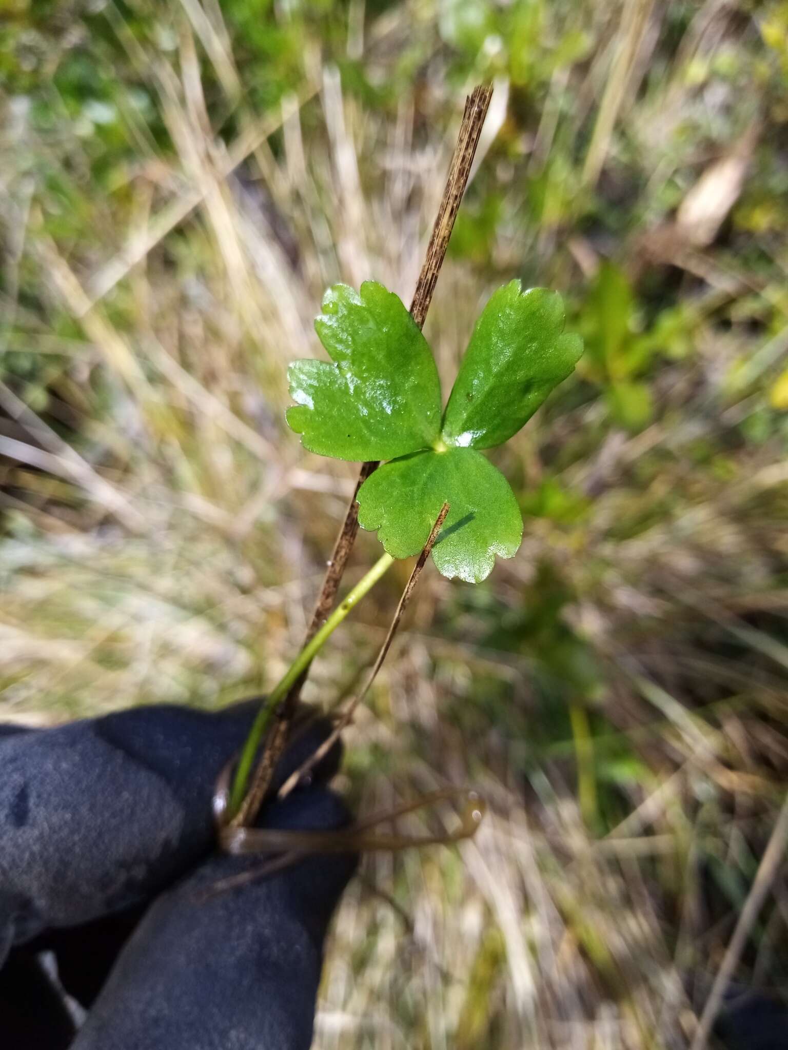 Image of Ranunculus macropus Hook. fil.