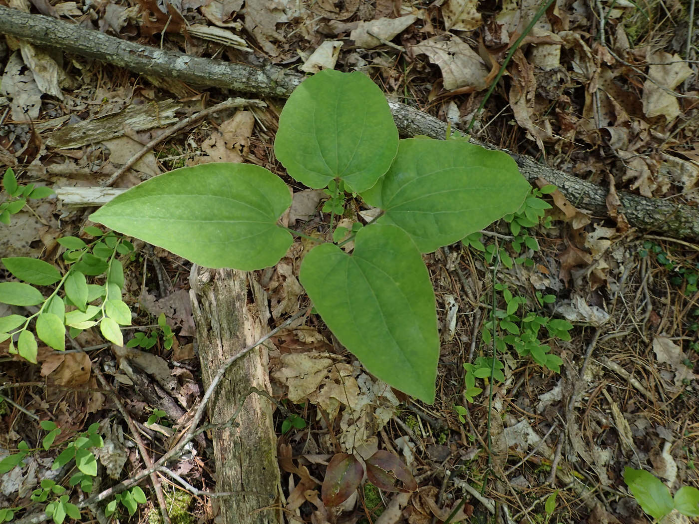 Image of Biltmore's carrionflower