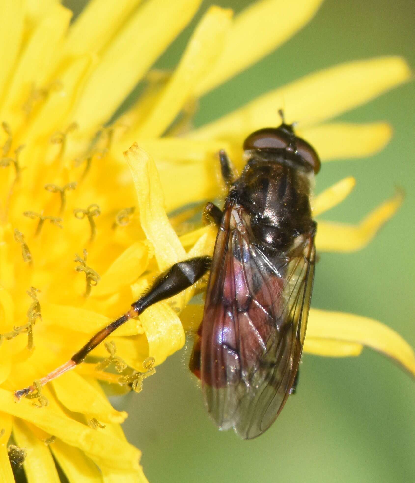 Image of Chalcosyrphus libo (Walker 1849)