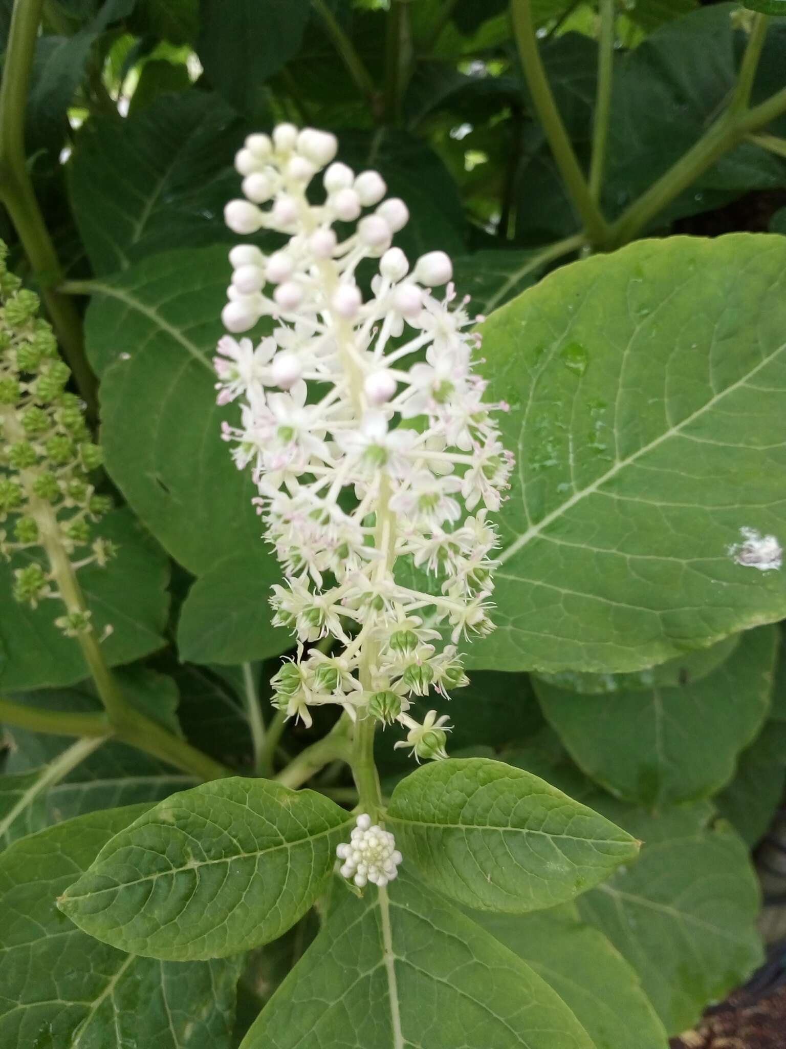 Image of Phytolacca acinosa Roxb.