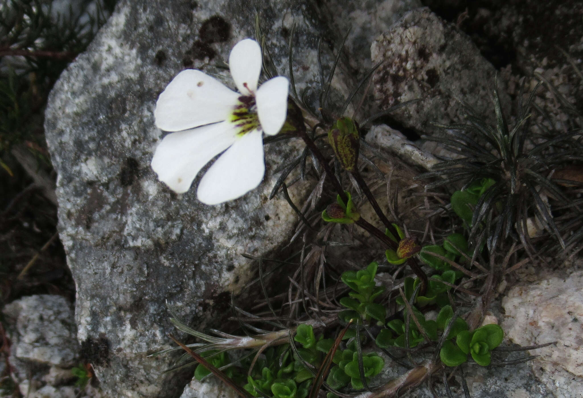 Слика од Ourisia caespitosa Hook. fil.