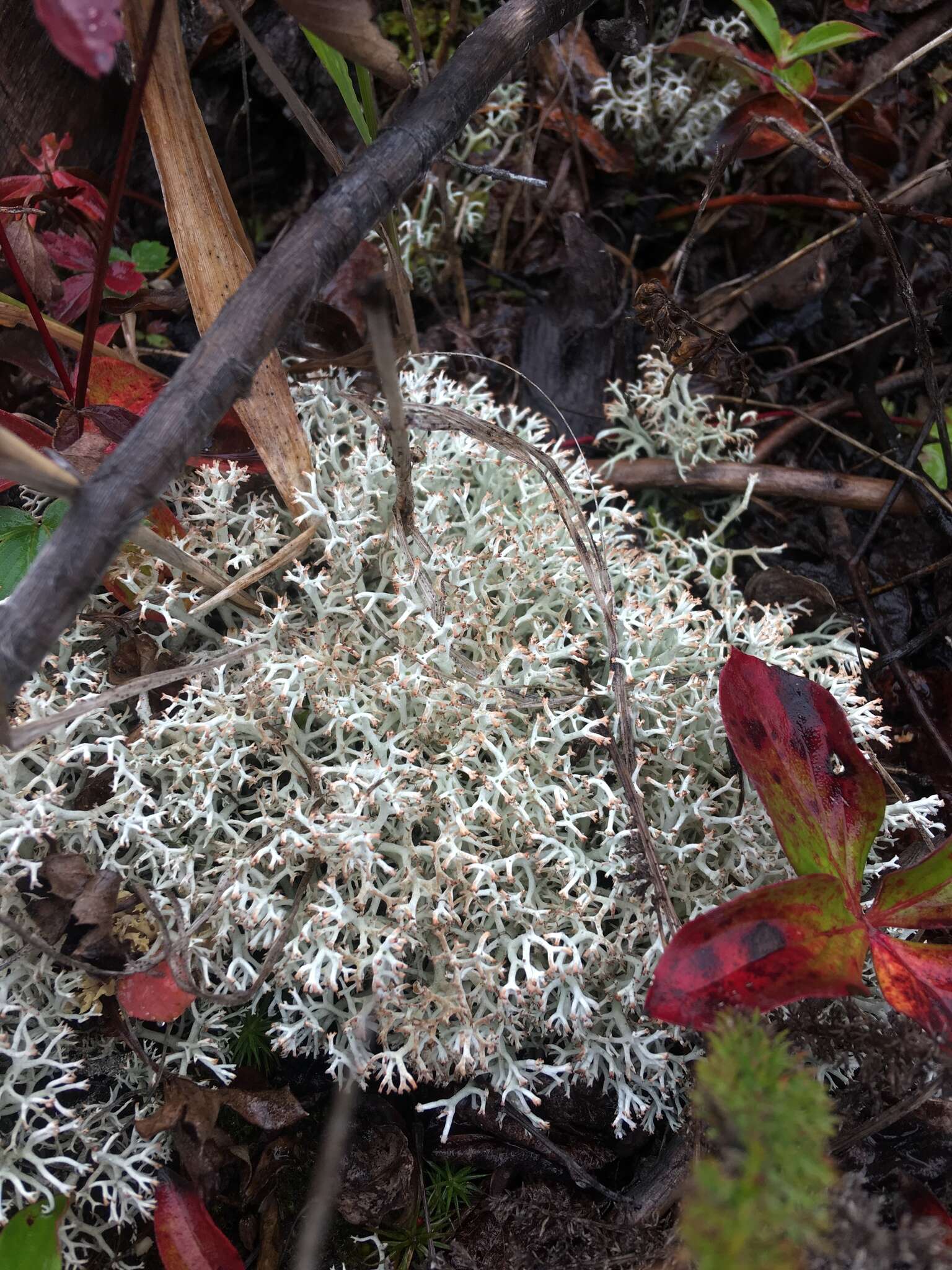 Image de Cladonia arbuscula (Wallr.) Flot.