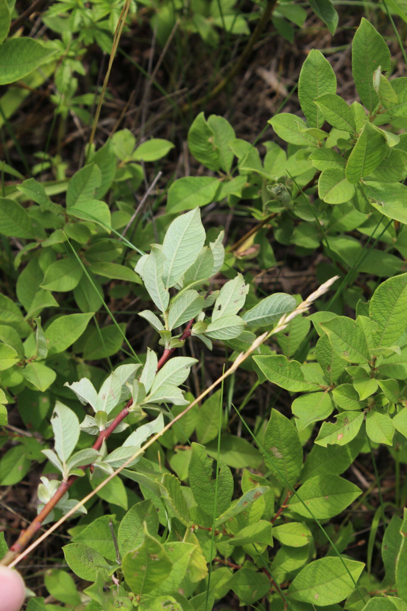 Image of eared willow