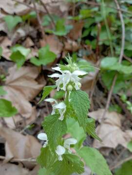 Слика од Lamium flexuosum Ten.