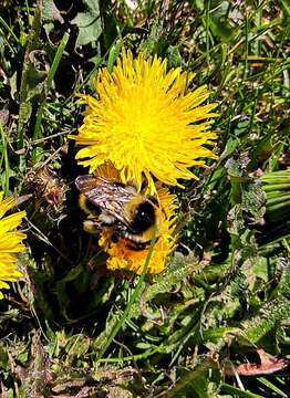 Image of Bombus semenoviellus Skorikov 1910