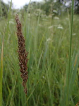 Imagem de Leymus chinensis (Trin.) Tzvelev